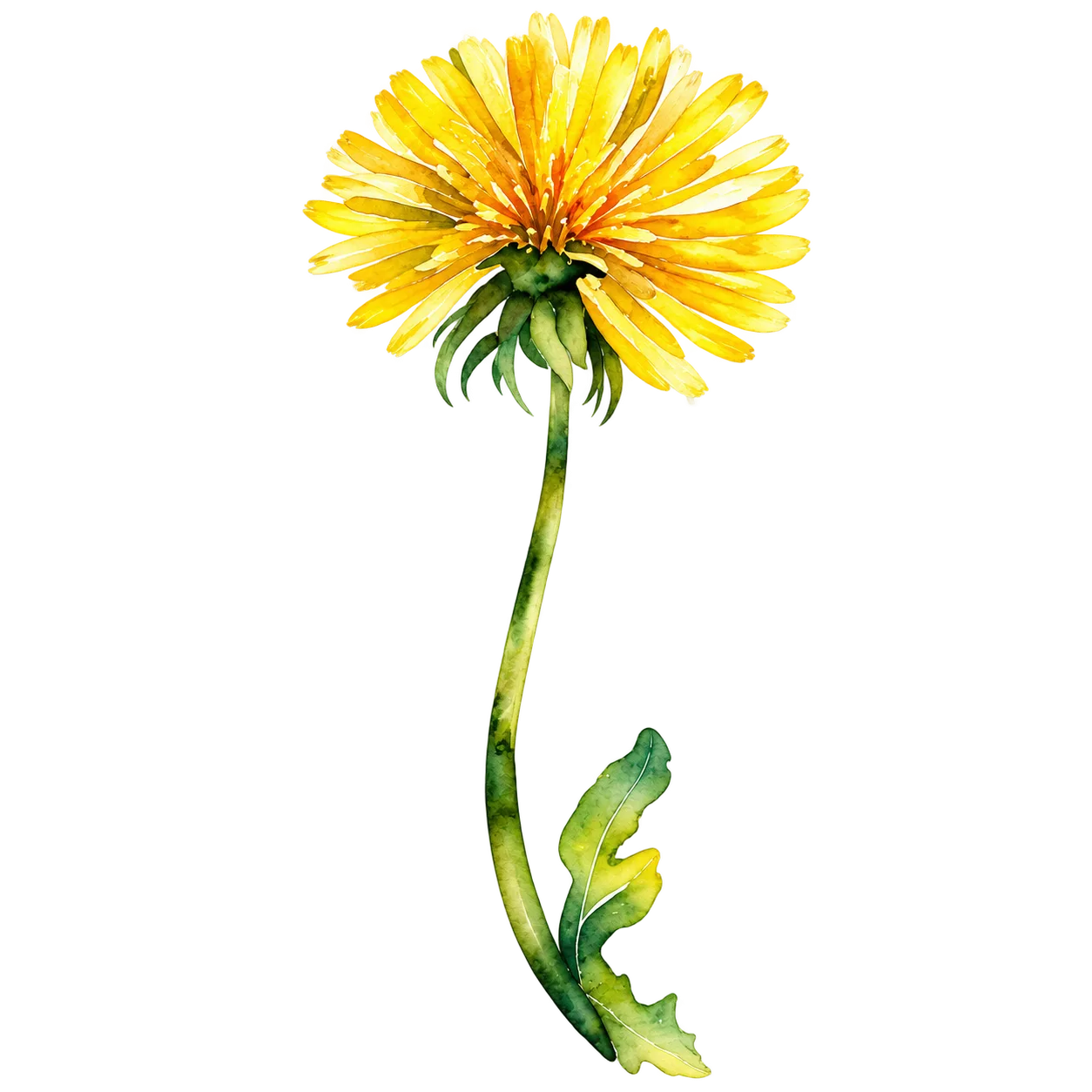 Pusteblumen